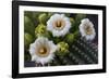 Usa, Arizona, Tucson, Saguaro National Park, west section.-Peter Hawkins-Framed Photographic Print