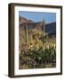 Usa, Arizona, Tucson, Saguaro National Park, west section.-Peter Hawkins-Framed Photographic Print