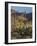 Usa, Arizona, Tucson, Saguaro National Park, west section.-Peter Hawkins-Framed Photographic Print