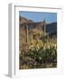 Usa, Arizona, Tucson, Saguaro National Park, west section.-Peter Hawkins-Framed Photographic Print