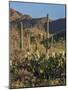 Usa, Arizona, Tucson, Saguaro National Park, west section.-Peter Hawkins-Mounted Photographic Print