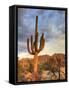 USA, Arizona, Tucson, Saguaro National Park-Michele Falzone-Framed Stretched Canvas
