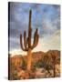 USA, Arizona, Tucson, Saguaro National Park-Michele Falzone-Stretched Canvas