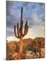USA, Arizona, Tucson, Saguaro National Park-Michele Falzone-Mounted Premium Photographic Print