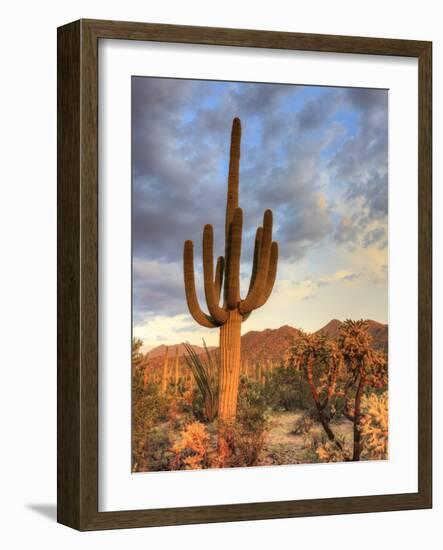 USA, Arizona, Tucson, Saguaro National Park-Michele Falzone-Framed Photographic Print