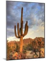 USA, Arizona, Tucson, Saguaro National Park-Michele Falzone-Mounted Photographic Print
