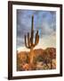 USA, Arizona, Tucson, Saguaro National Park-Michele Falzone-Framed Photographic Print