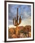 USA, Arizona, Tucson, Saguaro National Park-Michele Falzone-Framed Photographic Print