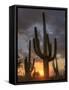 USA, Arizona, Tucson, Saguaro National Park-Michele Falzone-Framed Stretched Canvas
