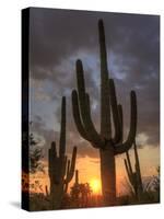 USA, Arizona, Tucson, Saguaro National Park-Michele Falzone-Stretched Canvas