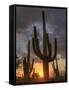 USA, Arizona, Tucson, Saguaro National Park-Michele Falzone-Framed Stretched Canvas