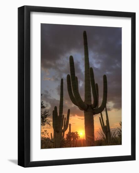 USA, Arizona, Tucson, Saguaro National Park-Michele Falzone-Framed Photographic Print