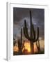 USA, Arizona, Tucson, Saguaro National Park-Michele Falzone-Framed Photographic Print