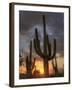 USA, Arizona, Tucson, Saguaro National Park-Michele Falzone-Framed Photographic Print