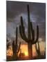 USA, Arizona, Tucson, Saguaro National Park-Michele Falzone-Mounted Photographic Print