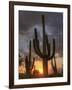 USA, Arizona, Tucson, Saguaro National Park-Michele Falzone-Framed Photographic Print