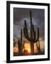 USA, Arizona, Tucson, Saguaro National Park-Michele Falzone-Framed Photographic Print