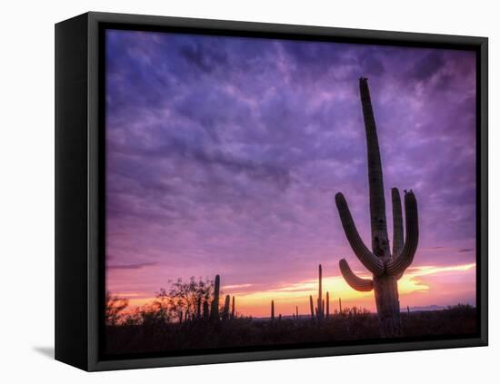 USA, Arizona, Tucson, Saguaro National Park-Michele Falzone-Framed Stretched Canvas