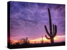 USA, Arizona, Tucson, Saguaro National Park-Michele Falzone-Stretched Canvas