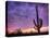 USA, Arizona, Tucson, Saguaro National Park-Michele Falzone-Stretched Canvas