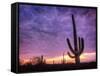 USA, Arizona, Tucson, Saguaro National Park-Michele Falzone-Framed Stretched Canvas