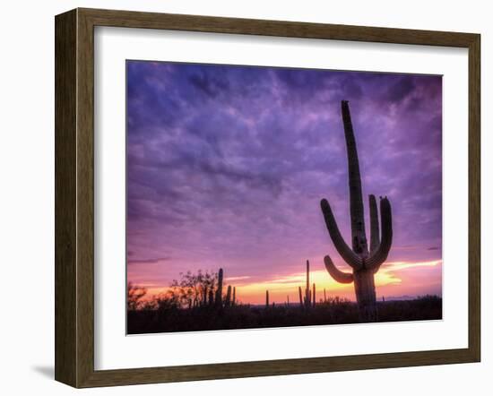 USA, Arizona, Tucson, Saguaro National Park-Michele Falzone-Framed Photographic Print