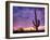 USA, Arizona, Tucson, Saguaro National Park-Michele Falzone-Framed Photographic Print