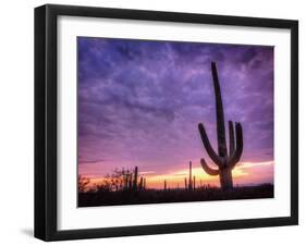 USA, Arizona, Tucson, Saguaro National Park-Michele Falzone-Framed Photographic Print