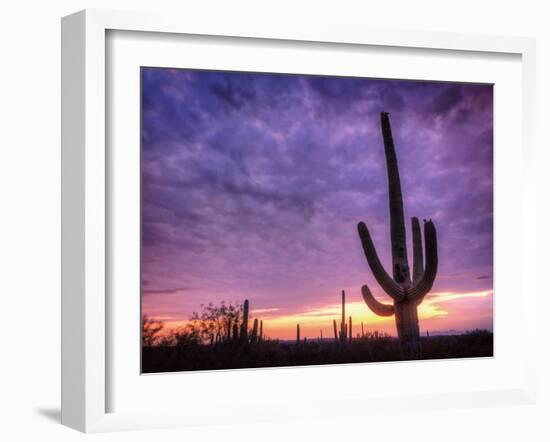 USA, Arizona, Tucson, Saguaro National Park-Michele Falzone-Framed Photographic Print