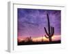 USA, Arizona, Tucson, Saguaro National Park-Michele Falzone-Framed Photographic Print