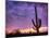 USA, Arizona, Tucson, Saguaro National Park-Michele Falzone-Mounted Photographic Print