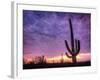 USA, Arizona, Tucson, Saguaro National Park-Michele Falzone-Framed Photographic Print