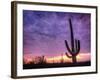 USA, Arizona, Tucson, Saguaro National Park-Michele Falzone-Framed Photographic Print