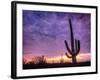 USA, Arizona, Tucson, Saguaro National Park-Michele Falzone-Framed Photographic Print