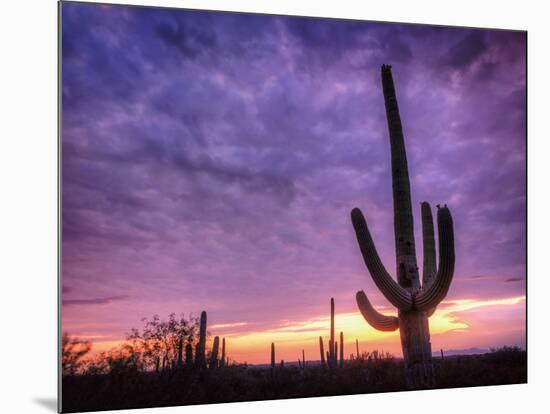 USA, Arizona, Tucson, Saguaro National Park-Michele Falzone-Mounted Photographic Print