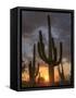 USA, Arizona, Tucson, Saguaro National Park-Michele Falzone-Framed Stretched Canvas