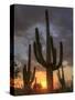 USA, Arizona, Tucson, Saguaro National Park-Michele Falzone-Stretched Canvas