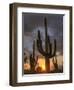 USA, Arizona, Tucson, Saguaro National Park-Michele Falzone-Framed Photographic Print