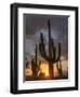 USA, Arizona, Tucson, Saguaro National Park-Michele Falzone-Framed Photographic Print