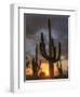 USA, Arizona, Tucson, Saguaro National Park-Michele Falzone-Framed Photographic Print