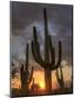 USA, Arizona, Tucson, Saguaro National Park-Michele Falzone-Mounted Photographic Print