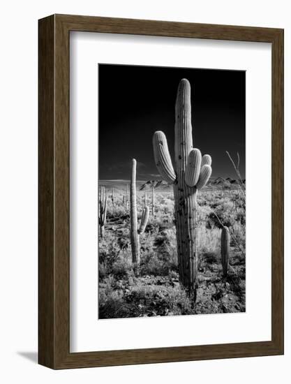 USA, Arizona, Tucson, Saguaro National Park-Peter Hawkins-Framed Photographic Print