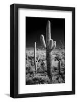 USA, Arizona, Tucson, Saguaro National Park-Peter Hawkins-Framed Photographic Print