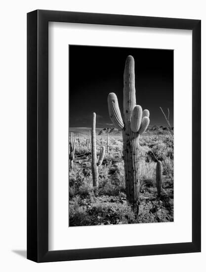 USA, Arizona, Tucson, Saguaro National Park-Peter Hawkins-Framed Photographic Print