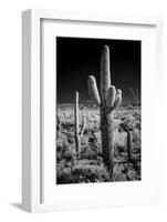 USA, Arizona, Tucson, Saguaro National Park-Peter Hawkins-Framed Photographic Print