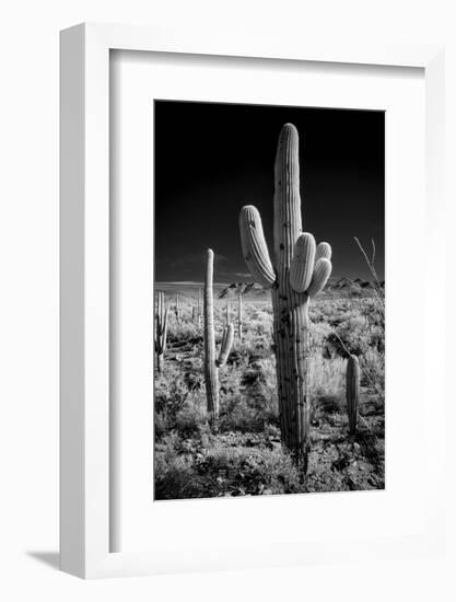 USA, Arizona, Tucson, Saguaro National Park-Peter Hawkins-Framed Photographic Print