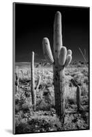 USA, Arizona, Tucson, Saguaro National Park-Peter Hawkins-Mounted Photographic Print