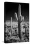 USA, Arizona, Tucson, Saguaro National Park-Peter Hawkins-Stretched Canvas