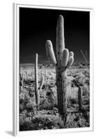 USA, Arizona, Tucson, Saguaro National Park-Peter Hawkins-Framed Premium Photographic Print