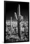 USA, Arizona, Tucson, Saguaro National Park-Peter Hawkins-Framed Premium Photographic Print